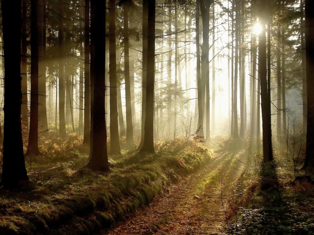 Forest