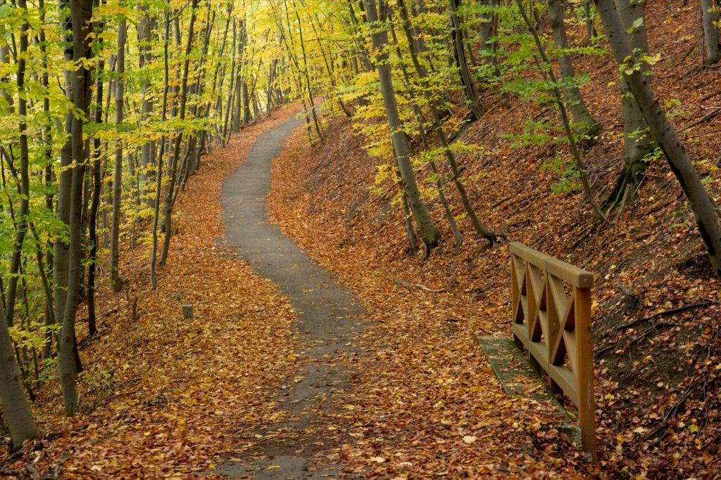 Path going through an autumn forest with fallen leaves
